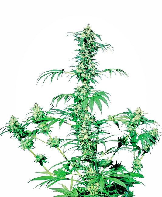 Early Girl Regular Seeds - 10 — Sensi Seeds