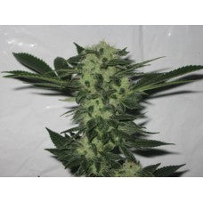 818 Headband Aka Sour OG Feminized Seeds - 6 — Cali Connection