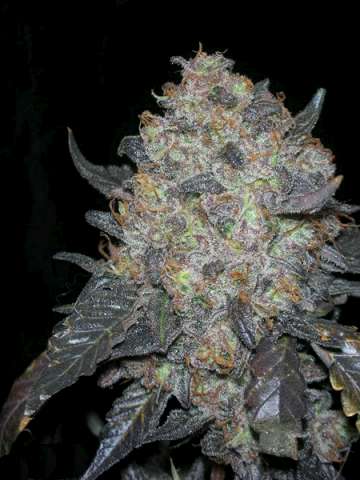 Black Water Feminized Seeds - 6 — Cali Connection