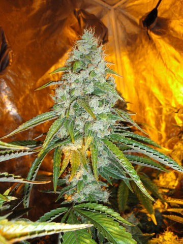 Original Sour Diesel Feminized Seeds - 6 — Cali Connection