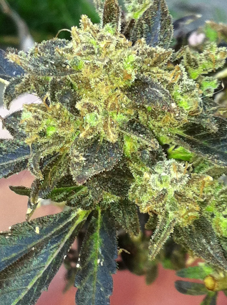 Boss Hogg Feminized Seeds - 6 — Cali Connection