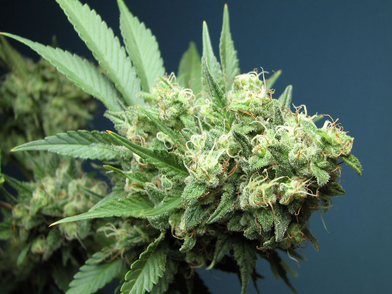 Green Crack Feminized Seeds - 6 — Cali Connection
