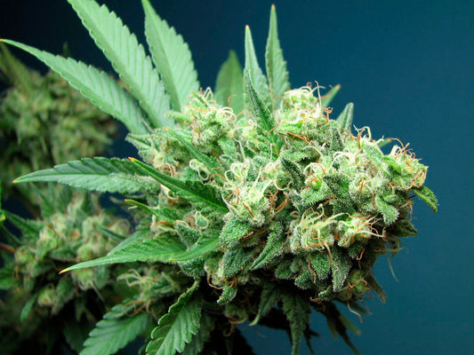 Green Crack Feminized Seeds - 6 — Cali Connection
