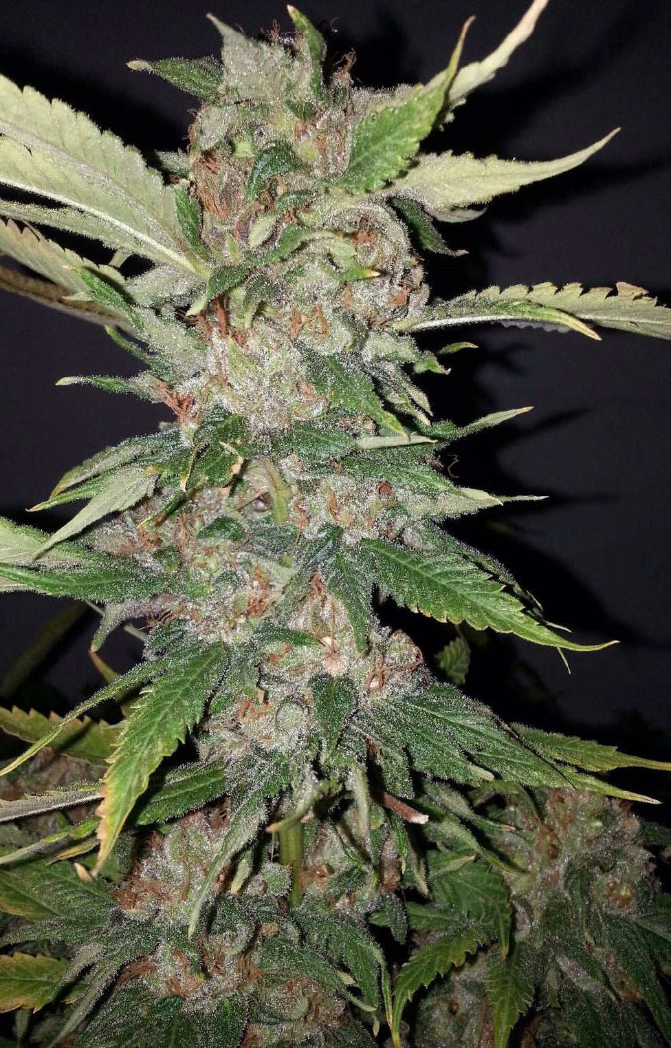 Purple Crack Feminized Seeds - 6 — Cali Connection