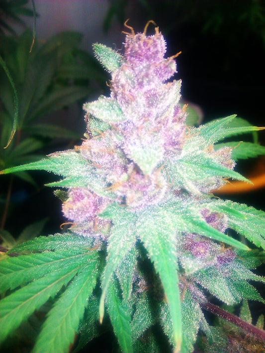 Grape Kush Feminized Seeds - 6 — Cali Connection