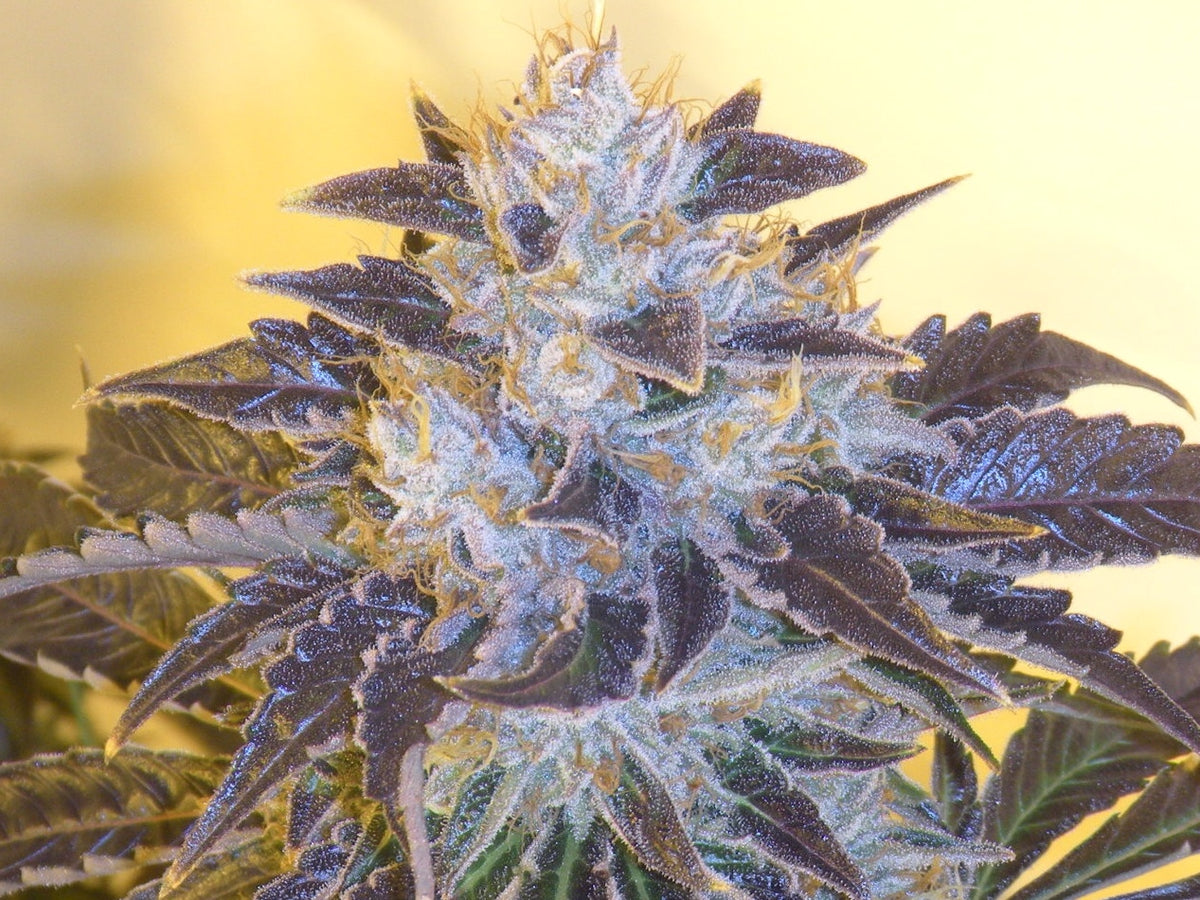 Grape OG Feminized Seeds - 6 — Cali Connection
