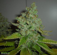 SFV OG Kush Feminized Seeds - 6 — Cali Connection