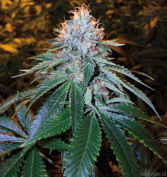The OG #18 DNA GENETICS RESERVA PRIVADA FEMINIZED CANNABIS SEEDS