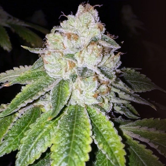 Lemon Tart Feminized Seeds - 6 — Cali Connection