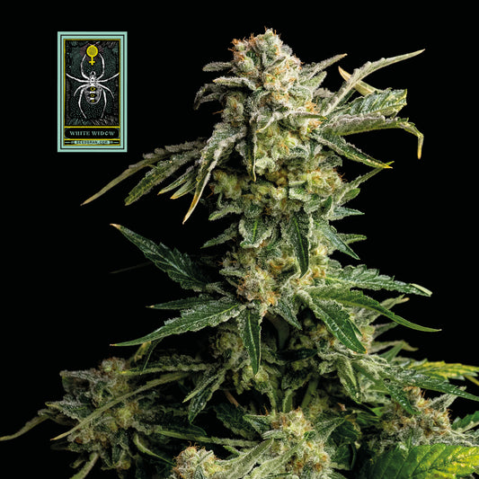 White Widow Feminized Seeds — Seedsman