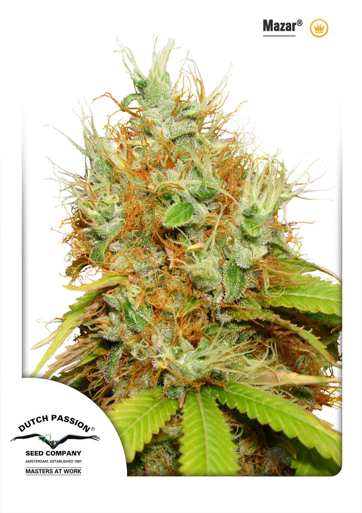 Mazar Feminized Seeds — Dutch Passion
