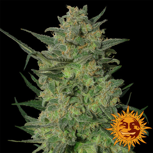 LSD Feminized Seeds — Barney's Farm