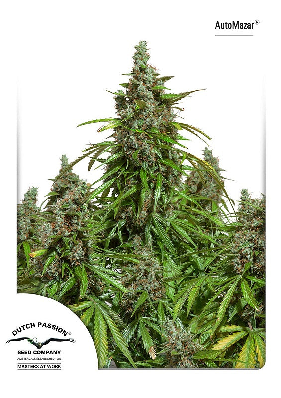 Mazar Auto Feminized Seeds — Dutch Passion