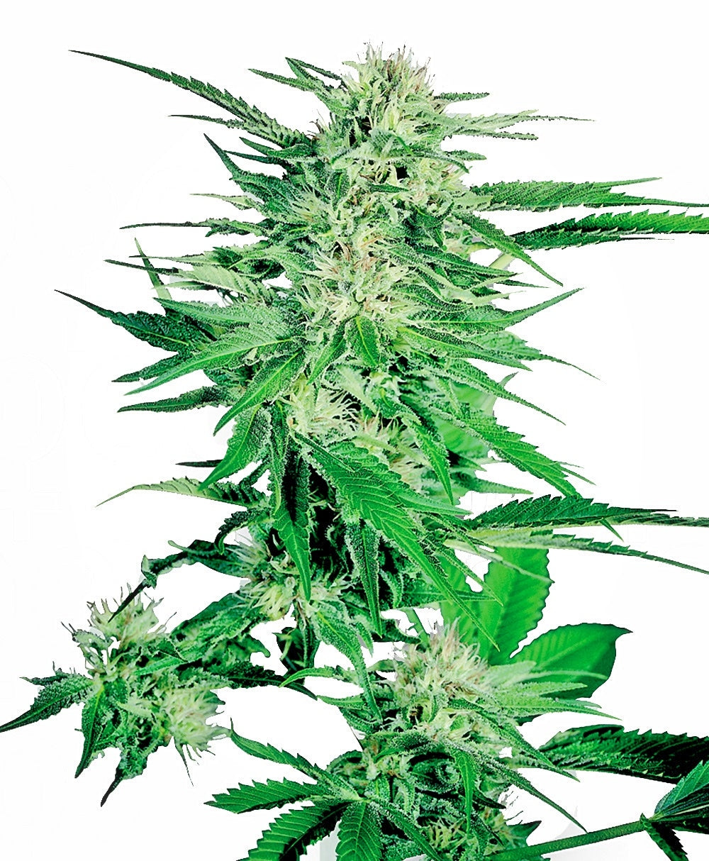 Big Bud Feminized Seeds — Sensi Seeds