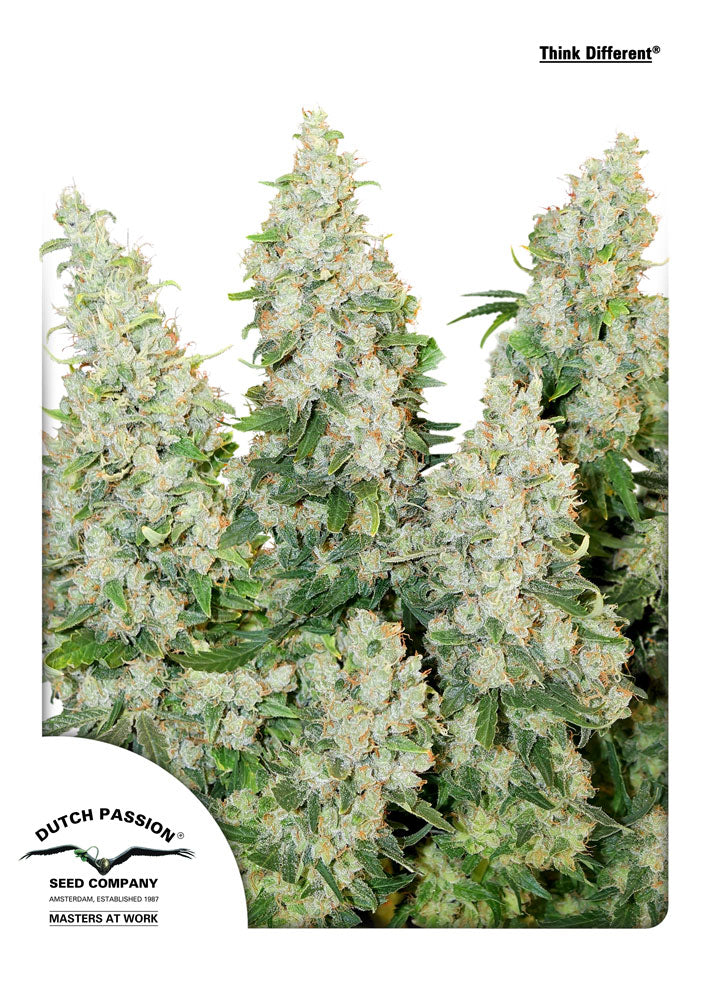 Think Different Auto Feminized Seeds — Dutch Passion