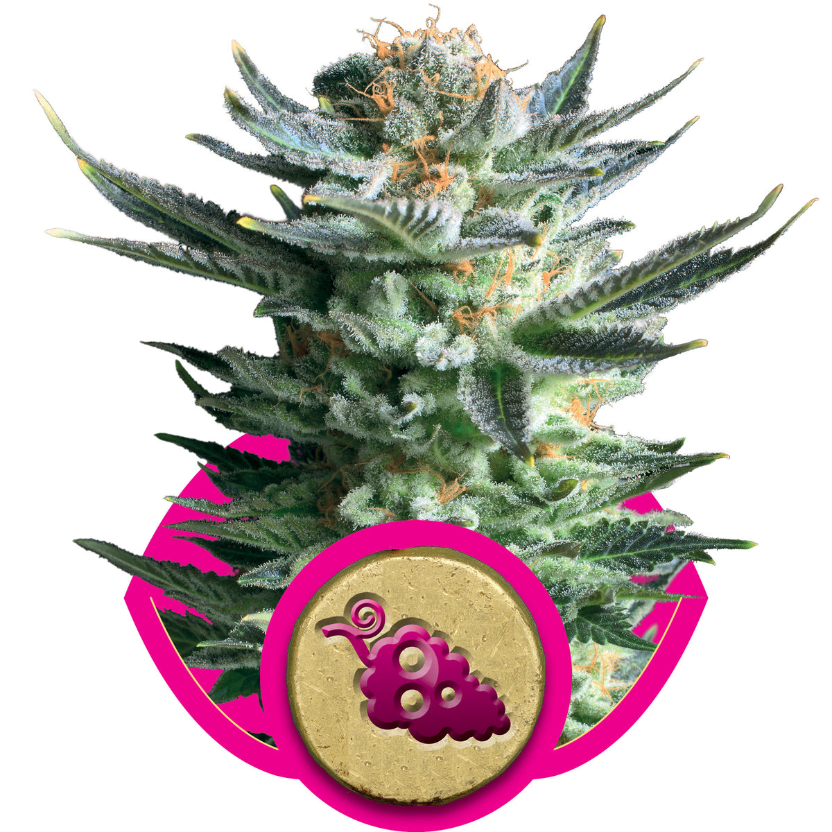 Fruit Spirit Feminized Seeds — Royal Queen Seeds