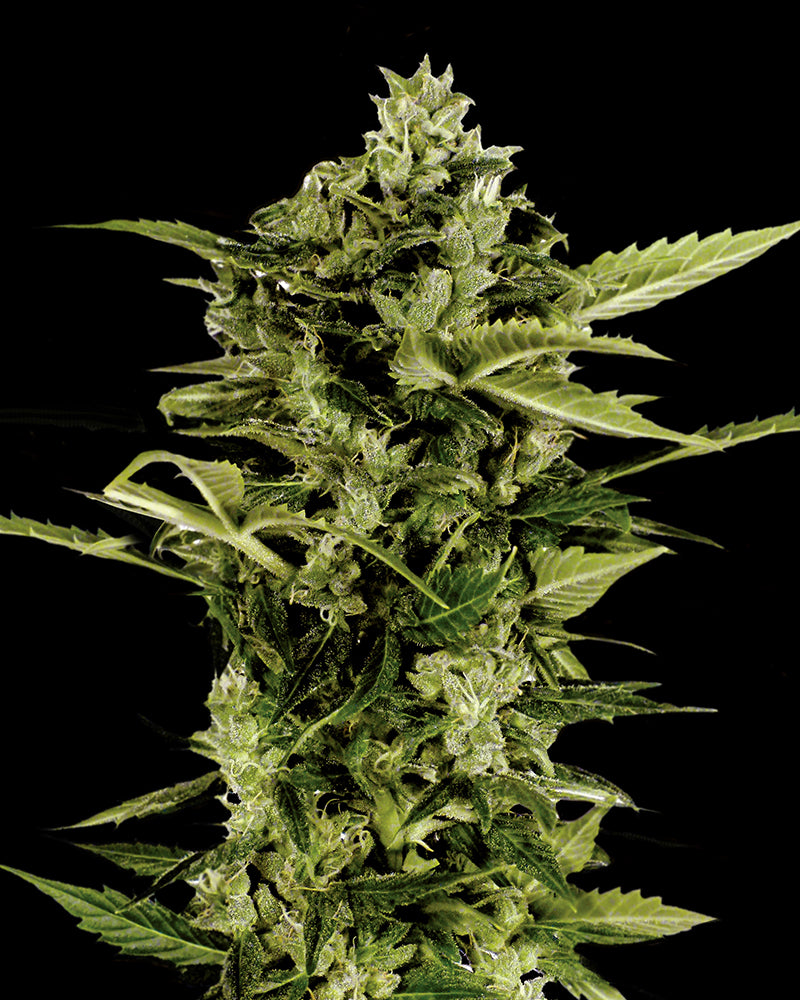 Auto-Bomb Feminized Seeds — Greenhouse Seed Co.