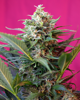 Big Devil XL Auto Feminized Seeds — Sweet Seeds