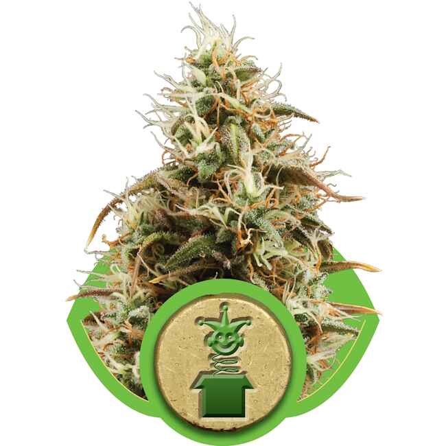 Royal Jack Auto Feminized Seeds — Royal Queen Seeds