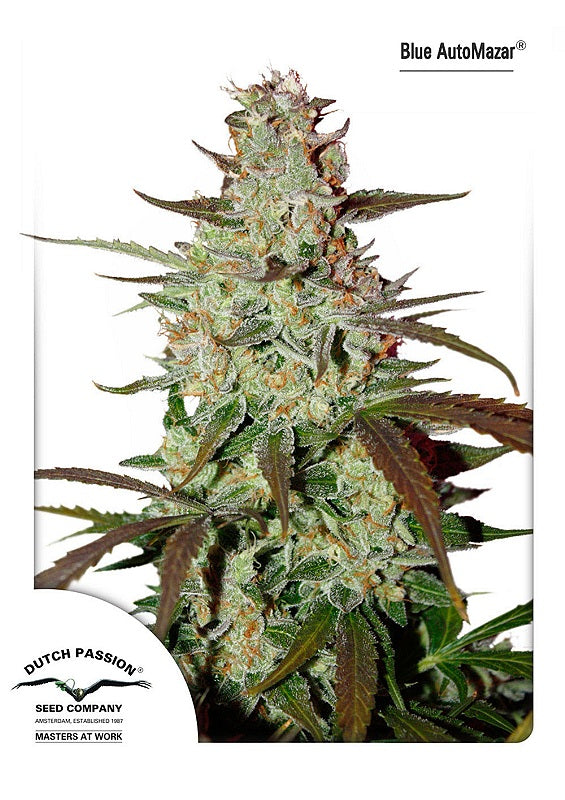 Blue Mazar Auto Feminized Seeds — Dutch Passion
