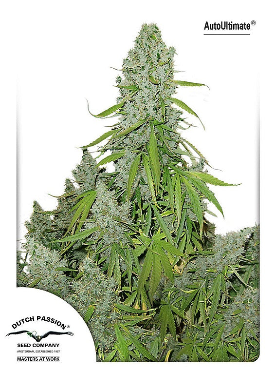 Ultimate Auto Feminized Seeds — Dutch Passion