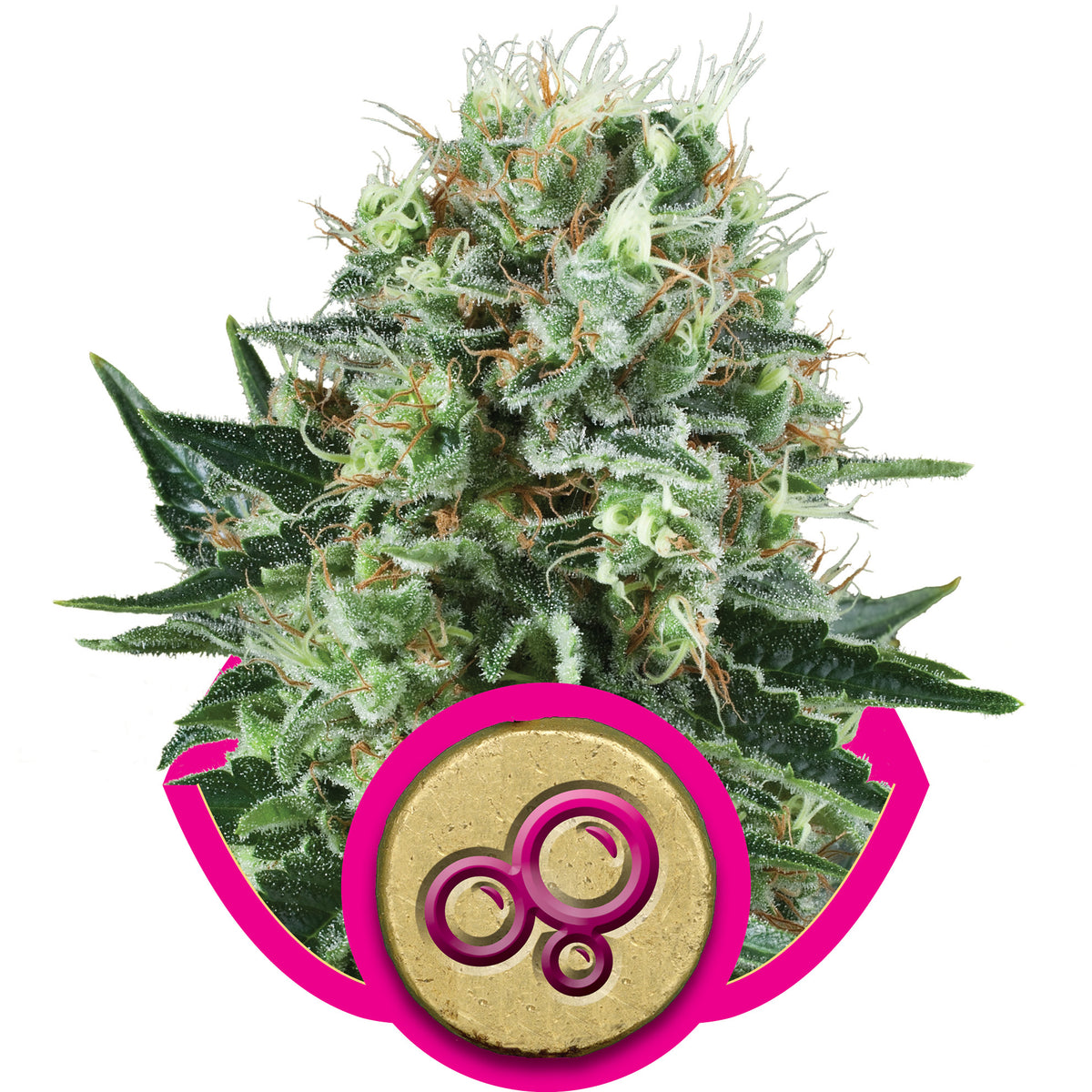 Bubble Kush Feminized Seeds — Royal Queen Seeds