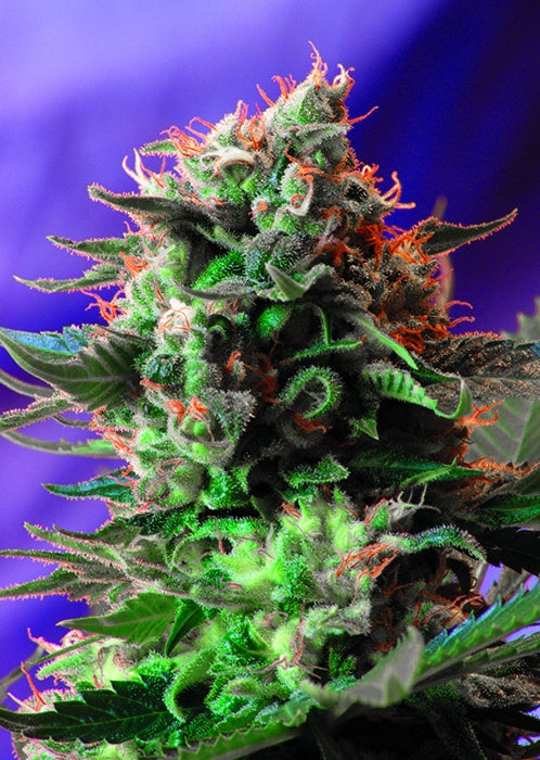 Jack 47 F1 Fast Feminized Seeds — Sweet Seeds