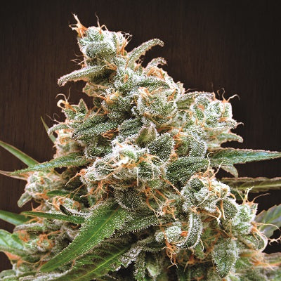 Nepal Jam Feminized Seeds — Ace Seeds