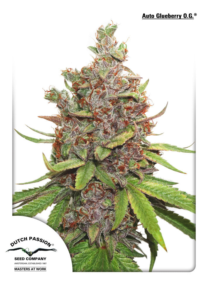 Glueberry O.G. Auto Feminized Seeds — Dutch Passion