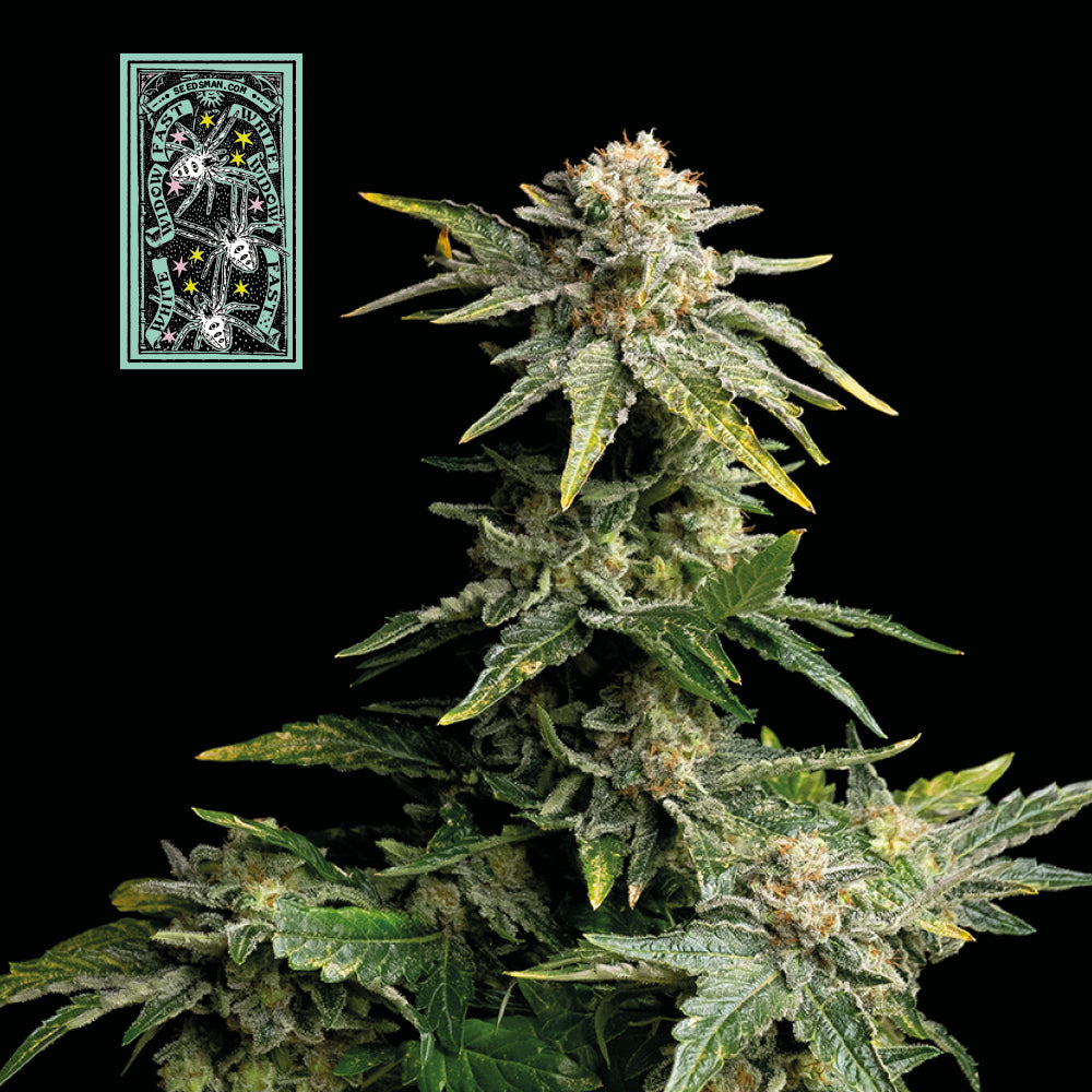 White Widow Fast Feminized Seeds — Seedsman