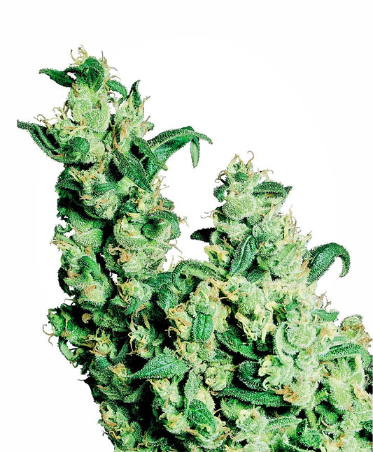Jack Herer Feminized Seeds — Sensi Seeds
