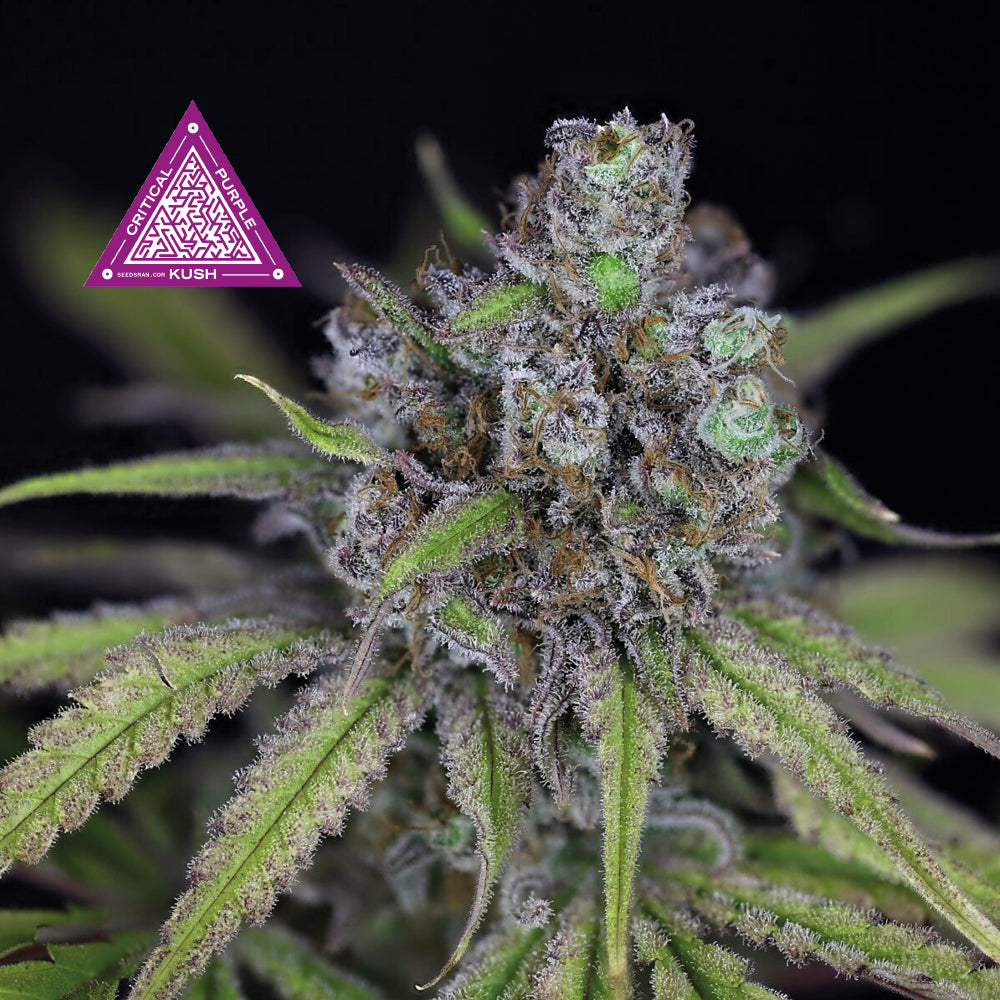 Critical Purple Kush Feminized Seeds — Seedsman