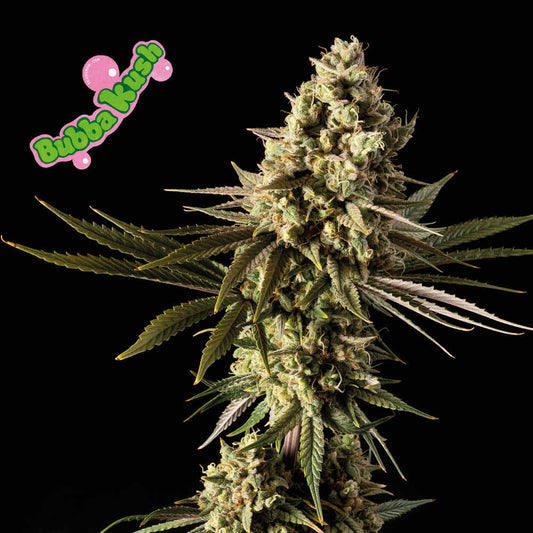 Bubba Kush Feminized Seeds — Seedsman