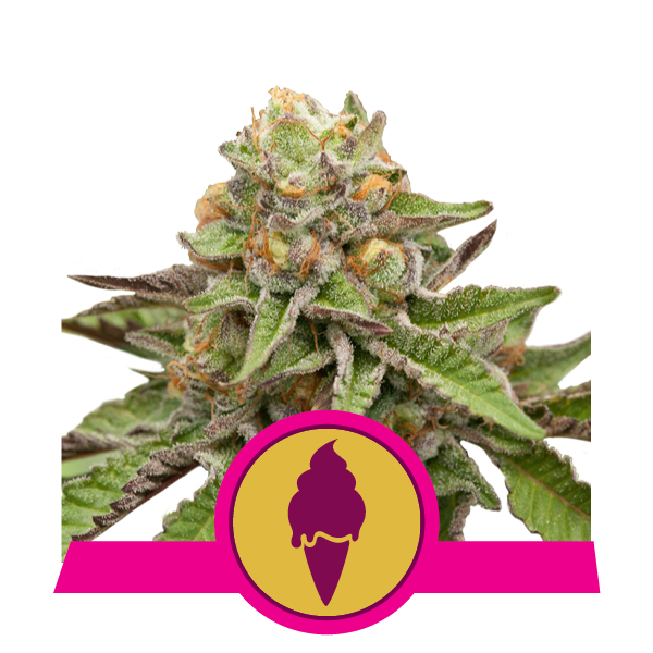 Green Gelato Feminized Seeds — Royal Queen Seeds