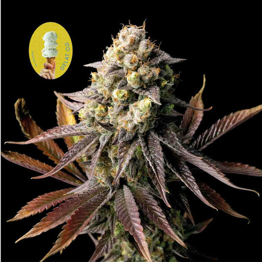 Gelat.OG Feminized Seeds — Seedsman