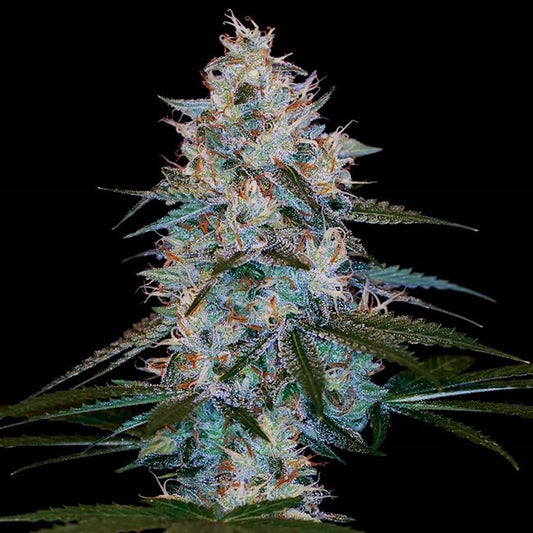 Chocolope Kush Feminized Seeds — DNA Genetics