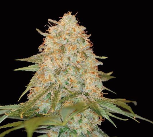 LA Chocolat Feminized Seeds — DNA Genetics