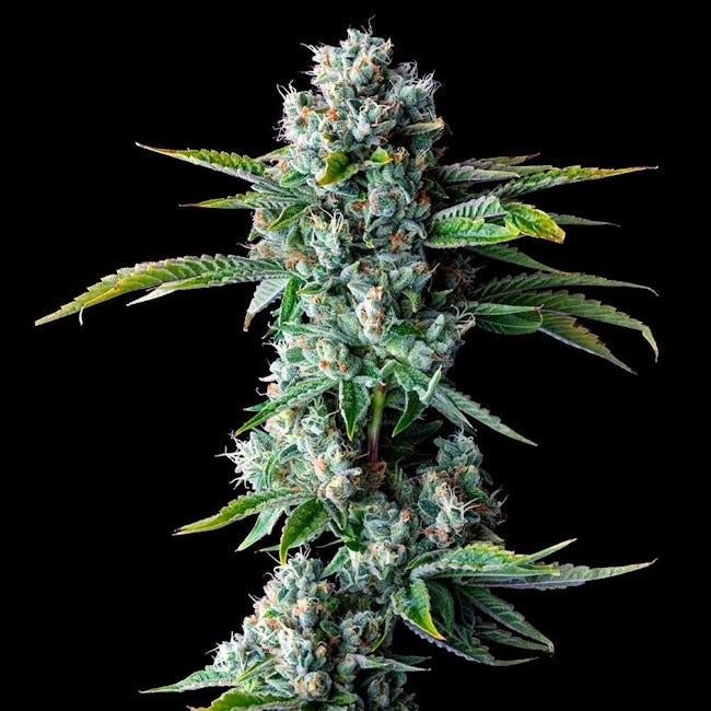 Skywalker Kush Feminized Seeds — DNA Genetics