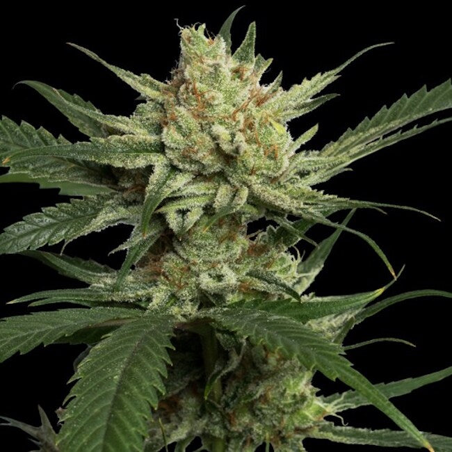 Strawberry Banana Feminized Seeds — DNA Genetics