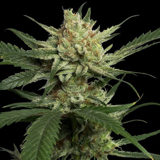 Strawberry Banana Feminized Seeds — DNA Genetics