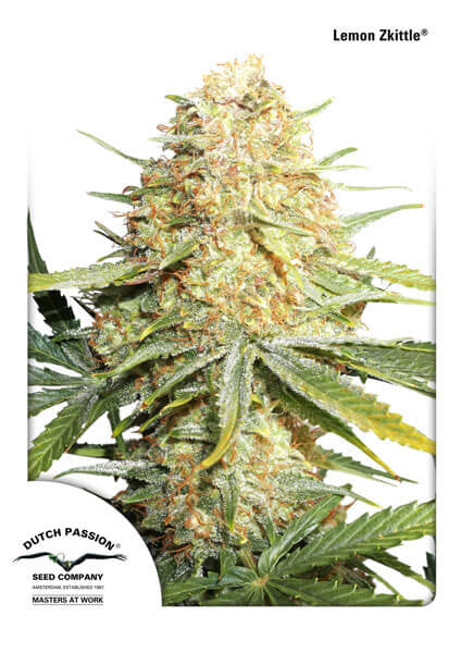 Lemon Kix Auto Feminized Seeds — Dutch Passion