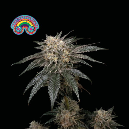 Peyote Zkittlez Feminized Seeds — Seedsman