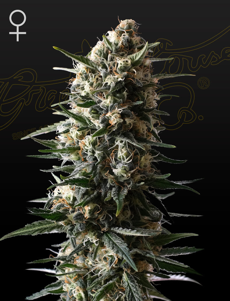 Bubba Slush Feminized Seeds — Greenhouse Seed Co.
