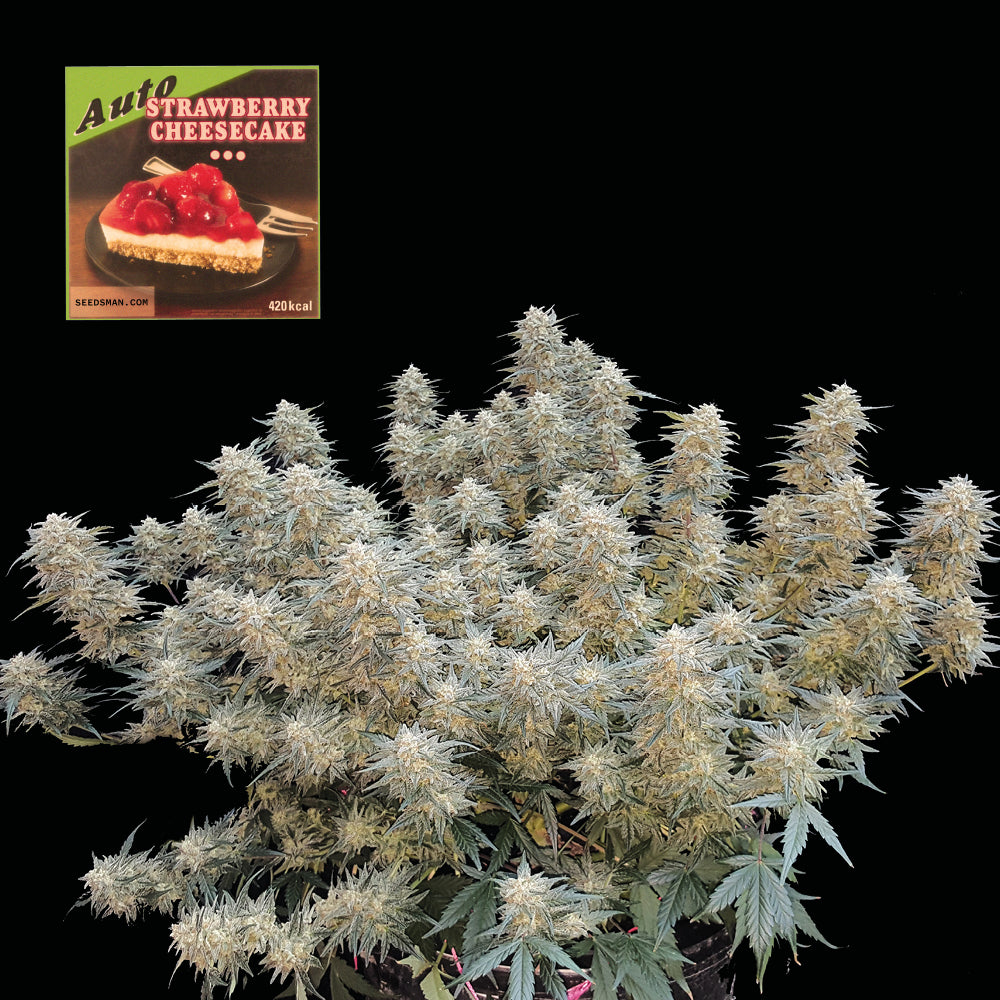 Strawberry Cheesecake Auto Feminized Seeds — Seedsman