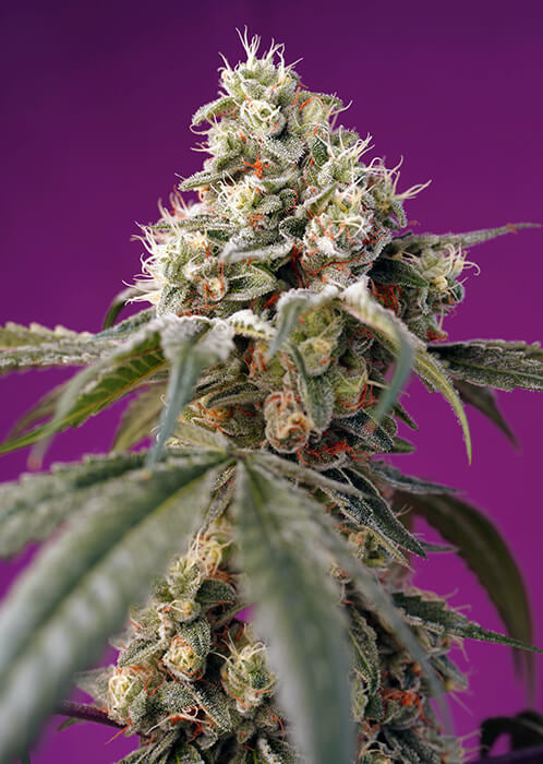 Bruce Banner Auto Feminized Seeds — Sweet Seeds
