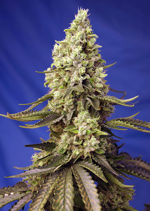 Runtz XL Auto Feminized Seeds — Sweet Seeds