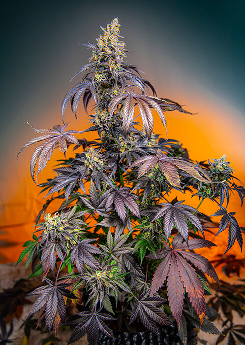 Red Gorilla Girl XL Auto Feminized Seeds — Sweet Seeds