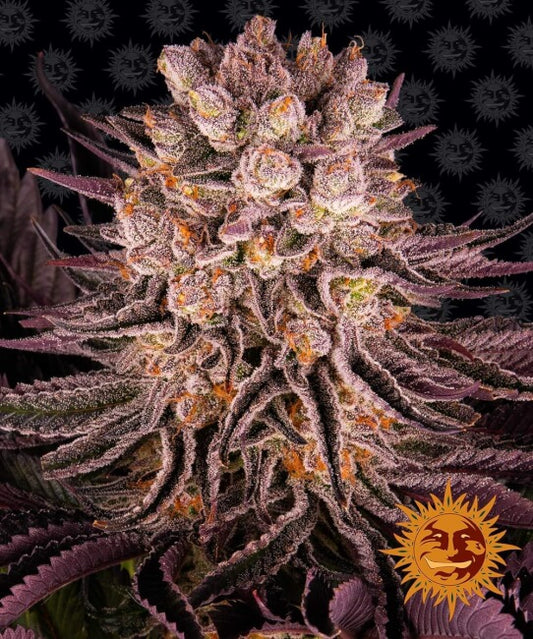 Mimosa x Orange Punch Feminized Seeds — Barney's Farm