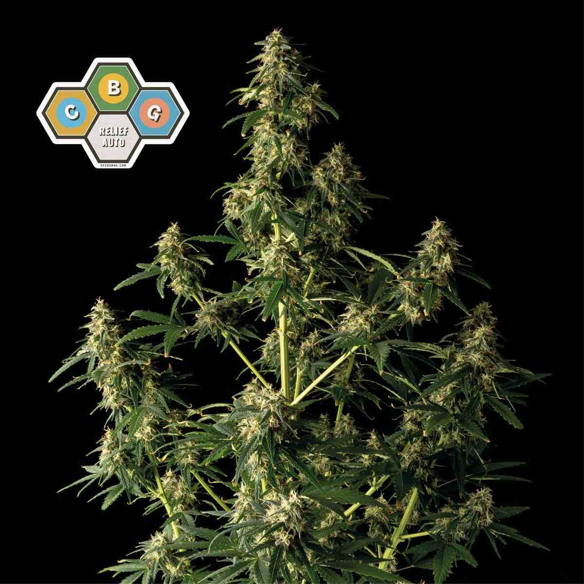 CBG Relief Auto Feminized Seeds — Seedsman