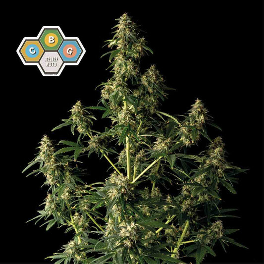 CBG Relief Auto Feminized Seeds — Seedsman